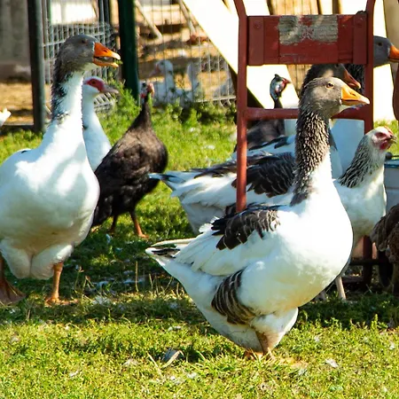 Apartment Negra Vendeghaz Balatonfőkajár